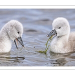 Cygne tuberculé (Cygnus olor - Mute Swan) et ses cygnons (cigneaux)