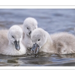 Cygne tuberculé (Cygnus olor - Mute Swan) et ses cygnons (cigneaux)