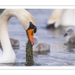 Cygne tuberculé (Cygnus olor - Mute Swan) et ses cygnons (cigneaux)