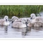 Cygne tuberculé (Cygnus olor - Mute Swan) et ses cygnons (cigneaux)