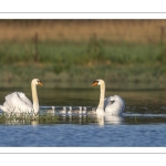 Cygne tuberculé (Cygnus olor - Mute Swan) et ses cygnons (cigneaux)