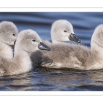 Cygne tuberculé (Cygnus olor - Mute Swan) et ses cygnons (cigneaux)