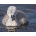 Cygne tuberculé (Cygnus olor - Mute Swan) et ses cygnons (cigneaux)