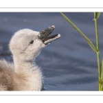 Cygne tuberculé (Cygnus olor - Mute Swan) et ses cygnons (cigneaux)