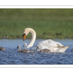 Cygne tuberculé (Cygnus olor - Mute Swan) et ses cygnons (cigneaux)