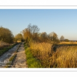 Chemin dans les renclôtures