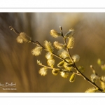 Chatons de saule