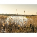 France, Somme (80), Baie de Somme, Noyelles-sur-mer, Prairies et marais de la basse vallée de la Somme entre Port-le-Grand et Noyelles-sur-mer, ZNIEFF 220013892, cette zone humide contient de nombreuses roselières // France, Somme (80), Baie de Somme, Noyelles-sur-mer, Prairies and marshes of the lower Somme valley between Port-le-Grand and Noyelles-sur-mer, ZNIEFF 220013892, this wetland contains many reed beds