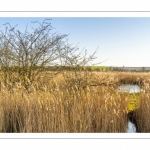 France, Somme (80), Baie de Somme, Noyelles-sur-mer, Prairies et marais de la basse vallée de la Somme entre Port-le-Grand et Noyelles-sur-mer, ZNIEFF 220013892, cette zone humide contient de nombreuses roselières // France, Somme (80), Baie de Somme, Noyelles-sur-mer, Prairies and marshes of the lower Somme valley between Port-le-Grand and Noyelles-sur-mer, ZNIEFF 220013892, this wetland contains many reed beds