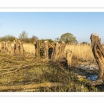 Elagage des saules tétards