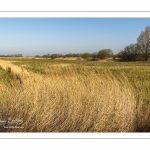 France, Somme (80), Baie de Somme, Noyelles-sur-mer, Prairies et marais de la basse vallée de la Somme entre Port-le-Grand et Noyelles-sur-mer, ZNIEFF 220013892, cette zone humide contient de nombreuses roselières // France, Somme (80), Baie de Somme, Noyelles-sur-mer, Prairies and marshes of the lower Somme valley between Port-le-Grand and Noyelles-sur-mer, ZNIEFF 220013892, this wetland contains many reed beds