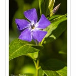 pervenches (Vinca L.)