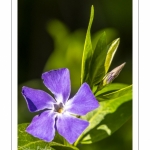 pervenches (Vinca L.)