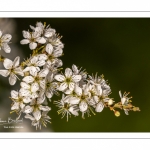 Aubépine, épine blanche en fleurs