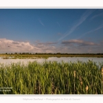Paysage_Marais_Le_Crotoy_15_05_2016_006-border