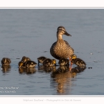 Canard colvert - Anas platyrhynchos - Mallard - Saison : Printemps - Lieu : Le Crotoy, Baie de Somme, Somme, Hauts-de-France, France.