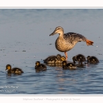 Canard colvert - Anas platyrhynchos - Mallard - Saison : Printemps - Lieu : Le Crotoy, Baie de Somme, Somme, Hauts-de-France, France.