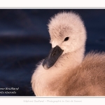 Cygne tuberculé - Cygnus olor - Mute Swan - Saison : Printemps - Lieu : Le Crotoy, Baie de Somme, Somme, Hauts-de-France, France.