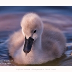 Cygne tuberculé - Cygnus olor - Mute Swan - Saison : Printemps - Lieu : Le Crotoy, Baie de Somme, Somme, Hauts-de-France, France.