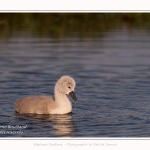 Cygne tuberculé - Cygnus olor - Mute Swan - Saison : Printemps - Lieu : Le Crotoy, Baie de Somme, Somme, Hauts-de-France, France.