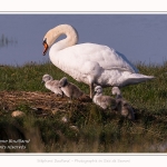 Cygne tuberculé - Cygnus olor - Mute Swan - Saison : Printemps - Lieu : Le Crotoy, Baie de Somme, Somme, Hauts-de-France, France.