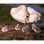 Cygne tuberculé - Cygnus olor - Mute Swan - Saison : Printemps - Lieu : Le Crotoy, Baie de Somme, Somme, Hauts-de-France, France.