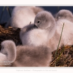 Cygne tuberculé - Cygnus olor - Mute Swan - Saison : Printemps - Lieu : Le Crotoy, Baie de Somme, Somme, Hauts-de-France, France.