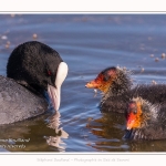 Poussin de foulque macroule auquelle un adulte apprend à se nourrir - Saison : Printemps - Lieu : Le Crotoy, Baie de Somme, Somme, Hauts-de-France, France.