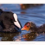 Poussin de foulque macroule auquelle un adulte apprend à se nourrir - Saison : Printemps - Lieu : Le Crotoy, Baie de Somme, Somme, Hauts-de-France, France.