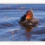 Poussin de foulque macroule auquelle un adulte apprend à se nourrir - Saison : Printemps - Lieu : Le Crotoy, Baie de Somme, Somme, Hauts-de-France, France.