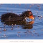 Poussin de foulque macroule auquelle un adulte apprend à se nourrir - Saison : Printemps - Lieu : Le Crotoy, Baie de Somme, Somme, Hauts-de-France, France.