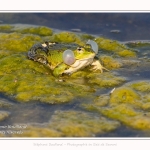 Saison : Printemps - Lieu : Le Crotoy, Baie de Somme, Somme, Hauts-de-France, France.