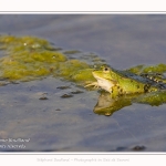 Saison : Printemps - Lieu : Le Crotoy, Baie de Somme, Somme, Hauts-de-France, France.