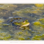 Saison : Printemps - Lieu : Le Crotoy, Baie de Somme, Somme, Hauts-de-France, France.