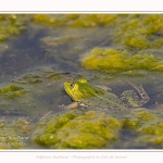 Saison : Printemps - Lieu : Le Crotoy, Baie de Somme, Somme, Hauts-de-France, France.