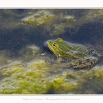 Saison : Printemps - Lieu : Le Crotoy, Baie de Somme, Somme, Hauts-de-France, France.