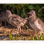 Poussin de mouette rieuse - Saison : Printemps - Lieu : Le Crotoy, Baie de Somme, Somme, Hauts-de-France, France.