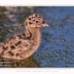 Poussin de mouette rieuse - Saison : Printemps - Lieu : Le Crotoy, Baie de Somme, Somme, Hauts-de-France, France.