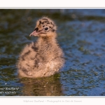 Poussin de mouette rieuse - Saison : Printemps - Lieu : Le Crotoy, Baie de Somme, Somme, Hauts-de-France, France.