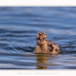 Poussin de mouette rieuse - Saison : Printemps - Lieu : Le Crotoy, Baie de Somme, Somme, Hauts-de-France, France.