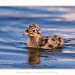 Poussin de mouette rieuse - Saison : Printemps - Lieu : Le Crotoy, Baie de Somme, Somme, Hauts-de-France, France.