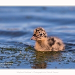 Poussin de mouette rieuse - Saison : Printemps - Lieu : Le Crotoy, Baie de Somme, Somme, Hauts-de-France, France.