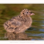 Poussin de mouette rieuse - Saison : Printemps - Lieu : Le Crotoy, Baie de Somme, Somme, Hauts-de-France, France.