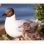 Poussin de mouette rieuse - Saison : Printemps - Lieu : Le Crotoy, Baie de Somme, Somme, Hauts-de-France, France.