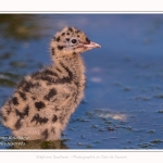 Poussin de mouette rieuse - Saison : Printemps - Lieu : Le Crotoy, Baie de Somme, Somme, Hauts-de-France, France.