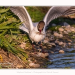 Mouette rieuse - Chroicocephalus ridibundus - Black-headed Gull - Saison : Printemps - Lieu : Le Crotoy, Baie de Somme, Somme, Hauts-de-France, France.