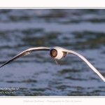 Mouette rieuse - Chroicocephalus ridibundus - Black-headed Gull - Saison : Printemps - Lieu : Le Crotoy, Baie de Somme, Somme, Hauts-de-France, France.