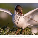 Mouette rieuse - Chroicocephalus ridibundus - Black-headed Gull - Saison : Printemps - Lieu : Le Crotoy, Baie de Somme, Somme, Hauts-de-France, France.