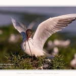 Mouette rieuse - Chroicocephalus ridibundus - Black-headed Gull - Saison : Printemps - Lieu : Le Crotoy, Baie de Somme, Somme, Hauts-de-France, France.