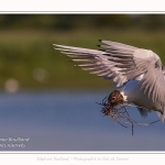 Mouette rieuse - Chroicocephalus ridibundus - Black-headed Gull - Saison : Printemps - Lieu : Le Crotoy, Baie de Somme, Somme, Hauts-de-France, France.